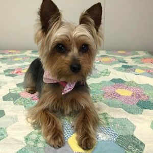 Meet your Posher, Dee ann